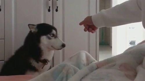 吃瓜群众铲屎官是谁,网络红人的崛起之路