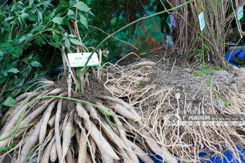 万蚁山庄吃瓜群众石松