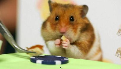 吃瓜群众小仓鼠图片,萌态十足